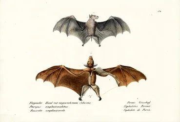 Flughunde, 1824